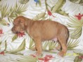 /album/galeria-de-fotos-ninhada-c2-scooby-doo-x-cheetara/c2-m2ci-jpg1/